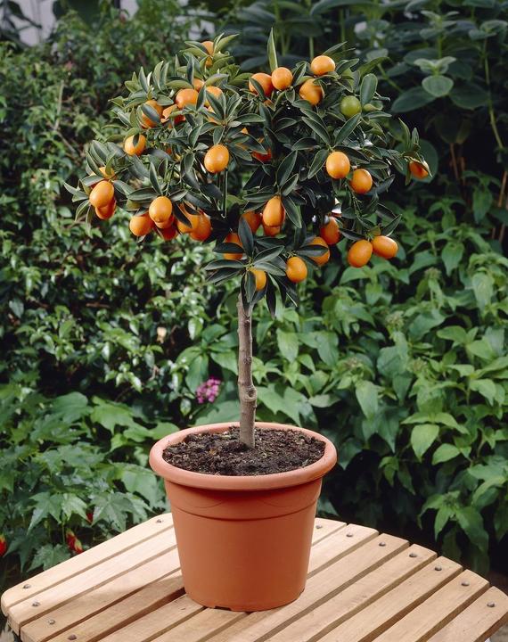Produktbild Kumquat (65 cm)