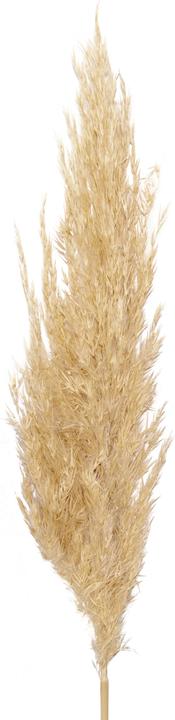 Produktbild Natura Punto Pfahlrohr - Arundo donax (Trockenblumen)