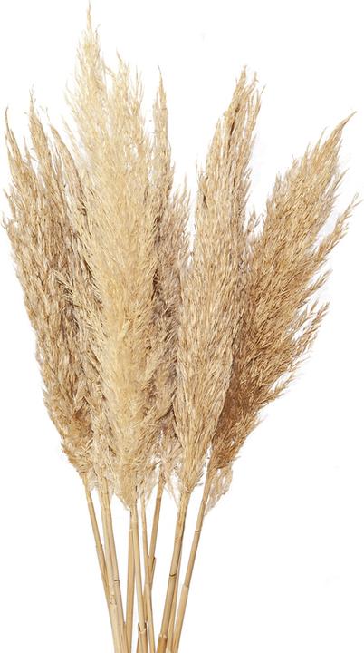 Produktbild Natura Punto Pfahlrohr - Arundo donax (Trockenblumen)