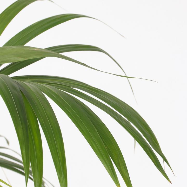 Produktbild Plant in a Box Howea forsteriana - Kentia Palme (130 cm)