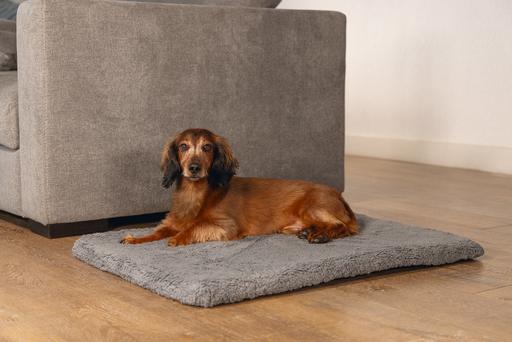 Actual product image Beeztees Ito (Dog)