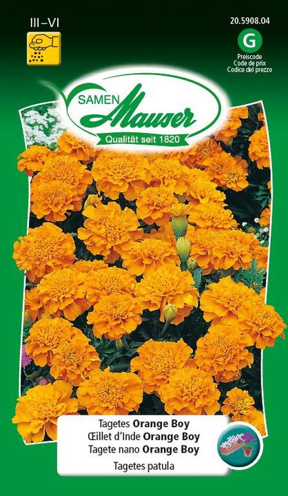 Samen Mauser Tagets Orange Boy (Plant seeds)