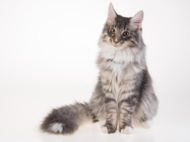 Actual product image PetTracer Cat GPS tracking device (Cat, General)