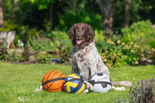 Immagine prodotto Beeztees Calcio D'Azione Bz Con Tau 22c (Palla giocattolo per cani)