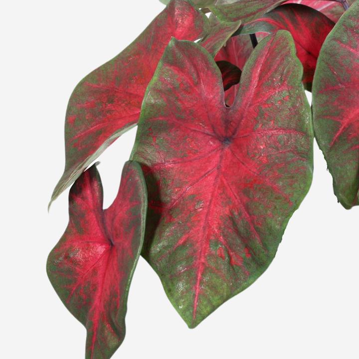 Image du produit Plant in a Box Caladium Postman Joyner - Lot de 2 Arum (25 cm)