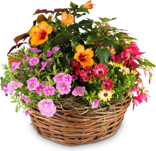 Image du produit Fleurop D√©licat jardin d‚Äô√©t√© (Arrangement floral)
