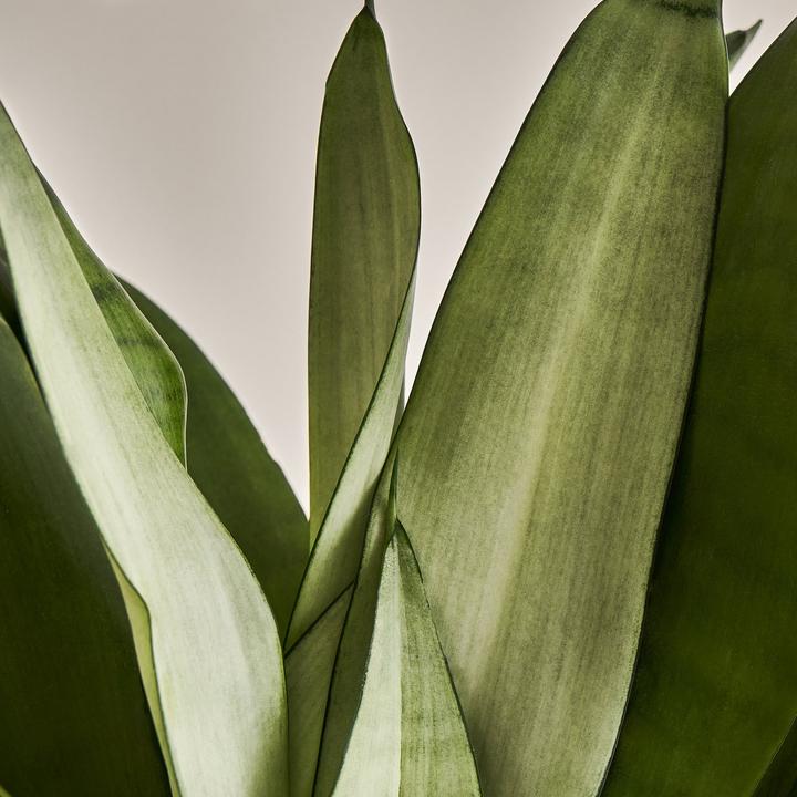 Immagine prodotto Mary and Plants Sansevieria trifasciata Moonshine (55 cm)