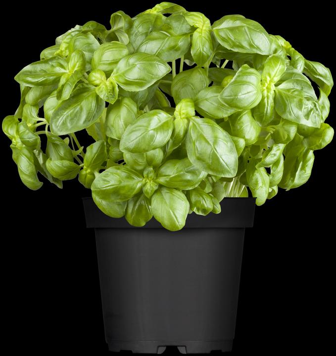 Genovese basil