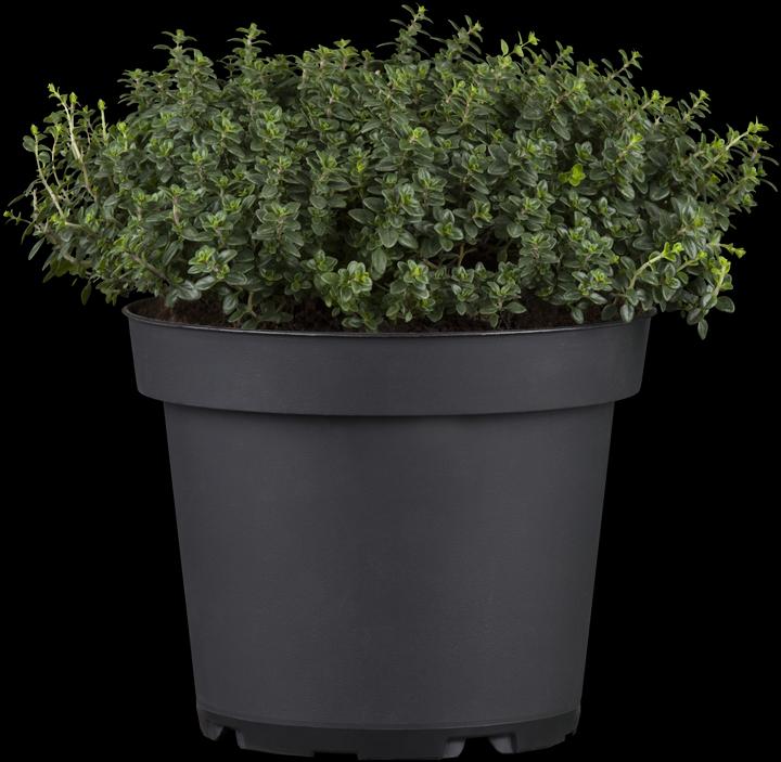 Lemon thyme
