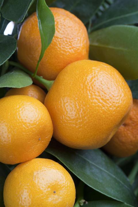 Produktbild Calamondin (65 cm)