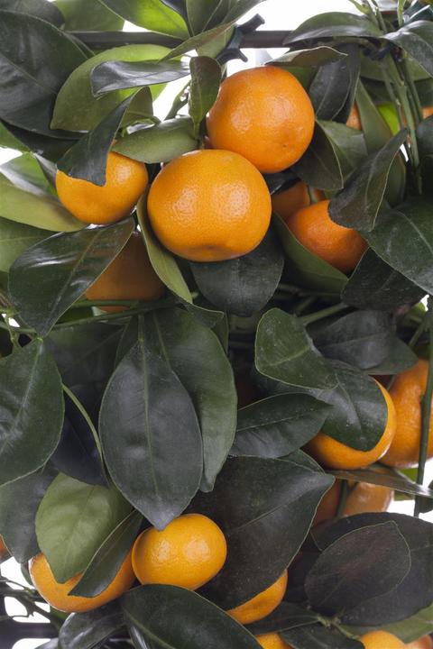 Produktbild Calamondin (65 cm)