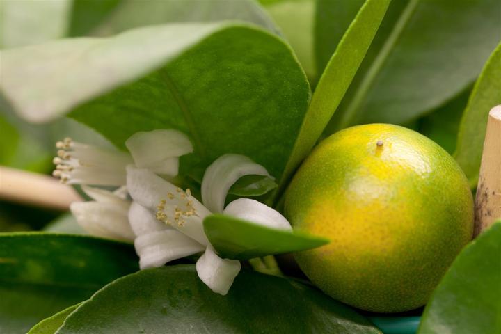 Produktbild Calamondin (65 cm)