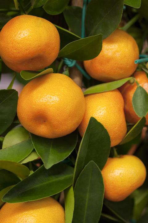 Produktbild Calamondin (65 cm)