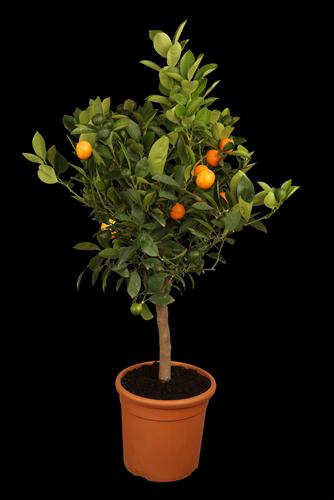Produktbild Calamondin (65 cm)