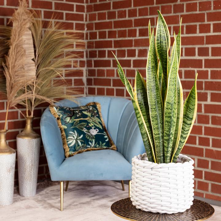 Immagine prodotto Flowerbox Canapa a fiocchi - Sansevieria trifasciata Laurentii (45 cm)