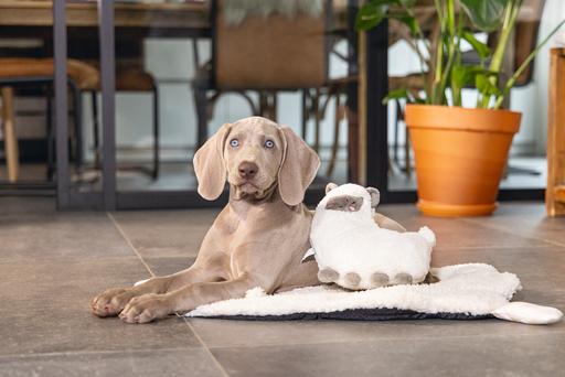 Produktbild Beeztees Puppy Cuddle Toys (Wurfspielzeug Hund)