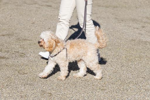 Immagine prodotto Designed by Lotte Virante (45, Cane, Passeggiare)