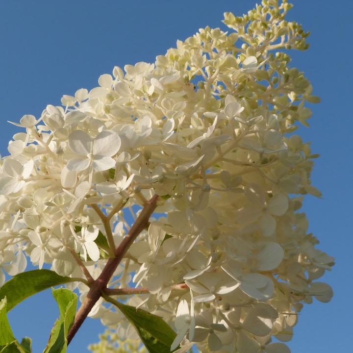 Produktbild Plant in a Box Hortensia Paniculata 'Pink Lady', 'Phantom', 'Silver Dollar' - 3er Set Hortensien (25 cm)