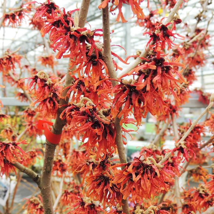 Produktbild Zulauf Zaubernuss / Hamamelis in. 'Diane' (80 cm, Tierfreundlich)