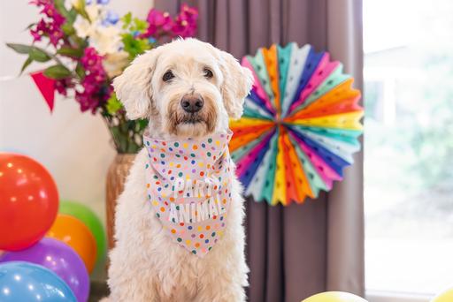 Image du produit Beeztees Bandana chien de fête (Bandana pour chien)