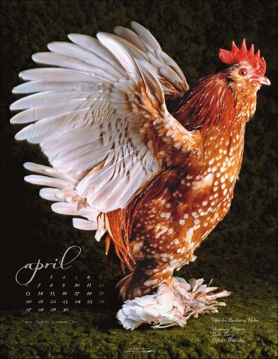Produktbild Pretty Chicks Kalender 2026 (34 x 44 cm, Deutsch)