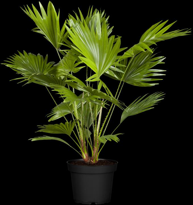 Actual product image Dwarf palm (85 cm)