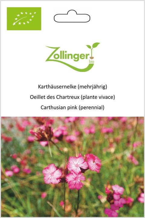 Image du produit Zollinger Bio Oeillet des Chartreux (plante vivace) (Germes)