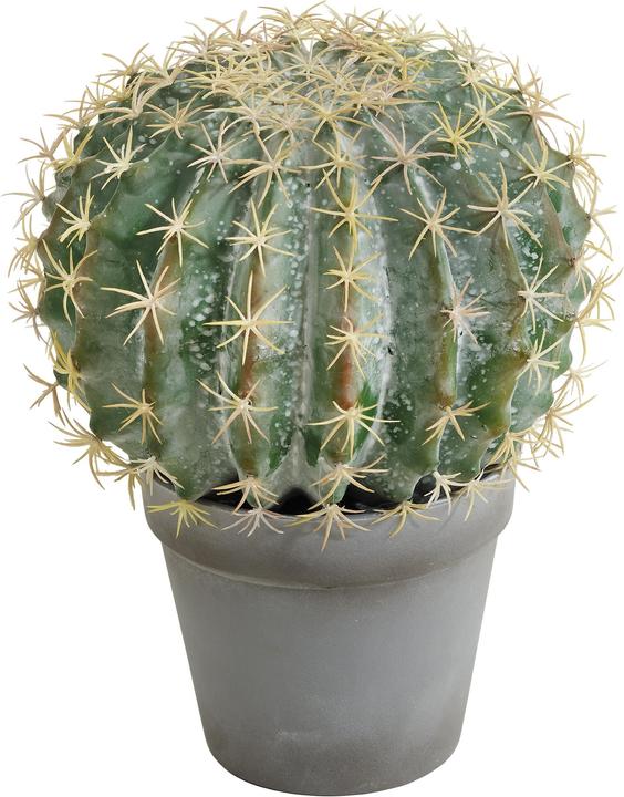 Botanic-Haus Kugelkaktus (25 cm)