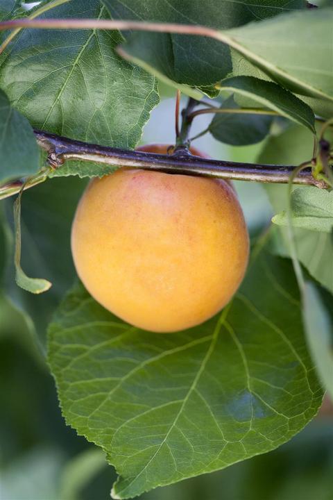 Produktbild Mirabelle Bellamira (170 cm)