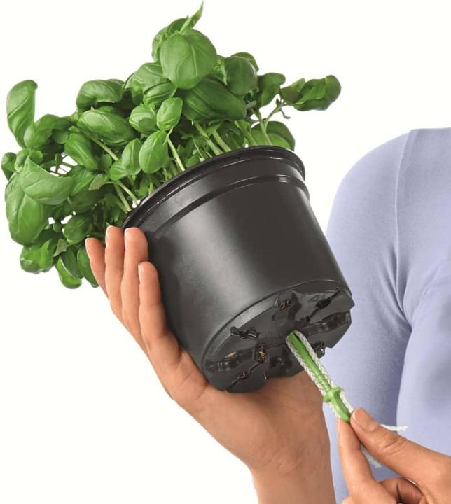 Immagine prodotto Lechuza Green Wall Home Kit (15 cm)