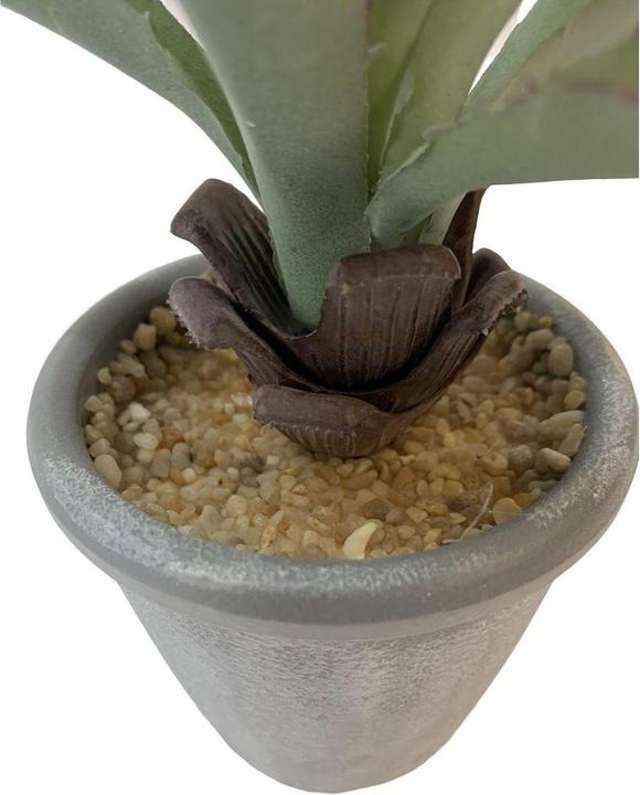 Actual product image Botanic-Haus Aloe in pot (20 cm)