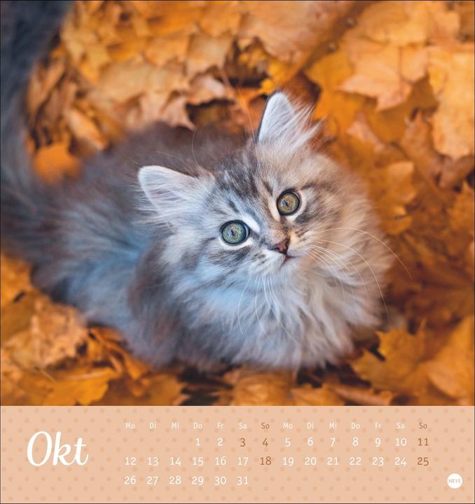 Image du produit Katzen Postkartenkalender Kleine Tiger 2026 (16 x 17 cm, Couverture rigide, Allemand)