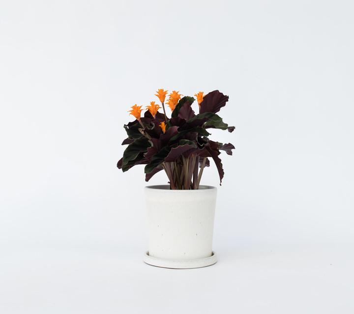 Produktbild Plant in a Box Calathea crocata Tassmania - Krokus Calathea (40 cm)