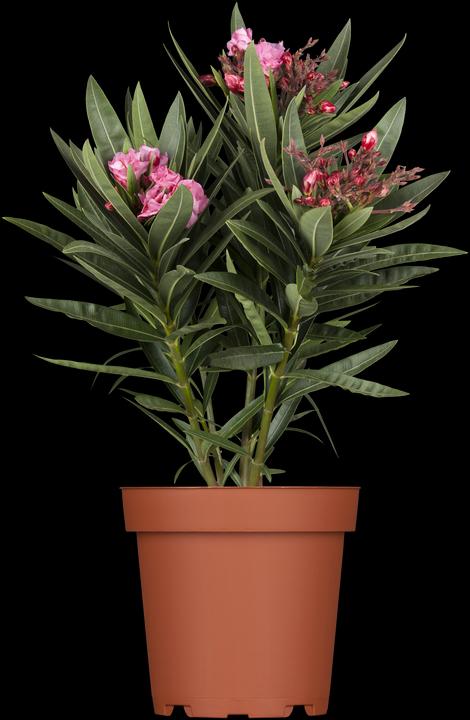 Image du produit Laurier rose (70 cm)