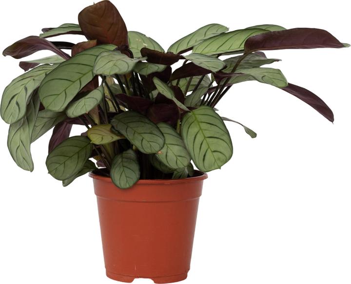 Produktbild Plant in a Box Ctenanthe Burle-Marxii 'Amagris' - Korbmarante (25 cm)