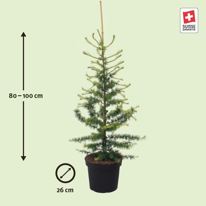 Image du produit Zulauf Lärche / Larix decidua (100 cm)