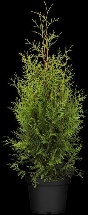 Produktbild Thuja occidentalis Brabant (150 cm)