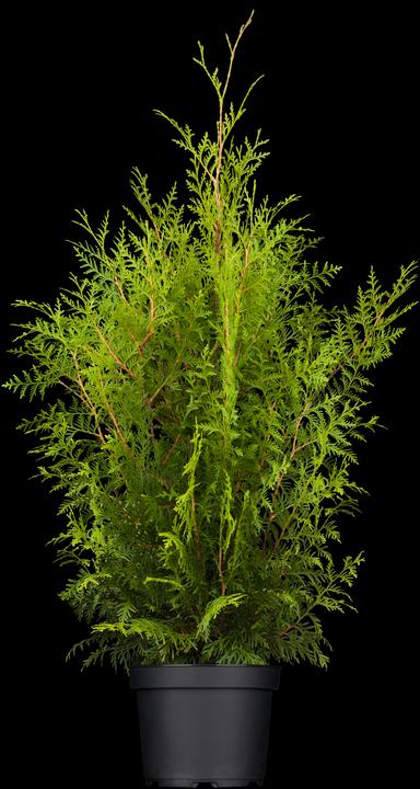 Produktbild Thuja occidentalis Brabant (150 cm)