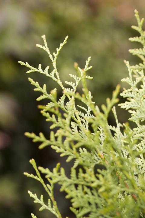 Produktbild Thuja occidentalis Brabant (150 cm)