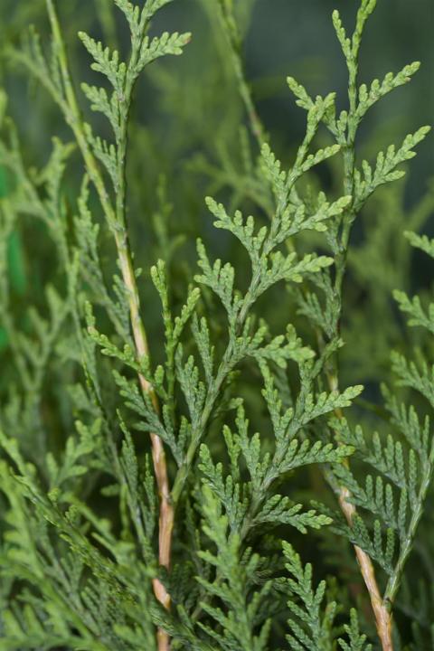Produktbild Thuja occidentalis Brabant (150 cm)