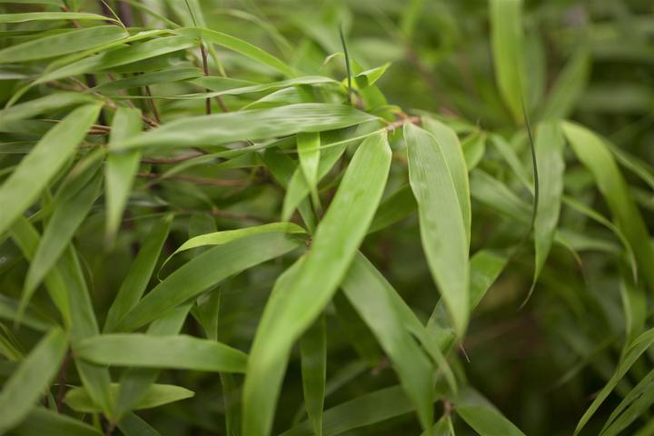Actual product image Bamboo Fargesia (80 cm)