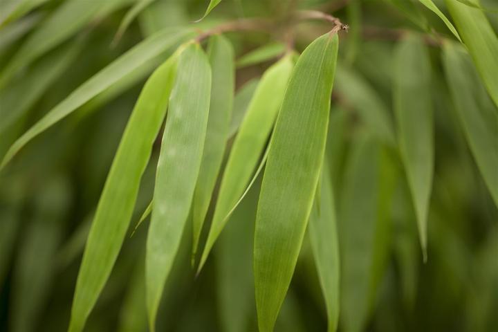 Actual product image Bamboo Fargesia (80 cm)
