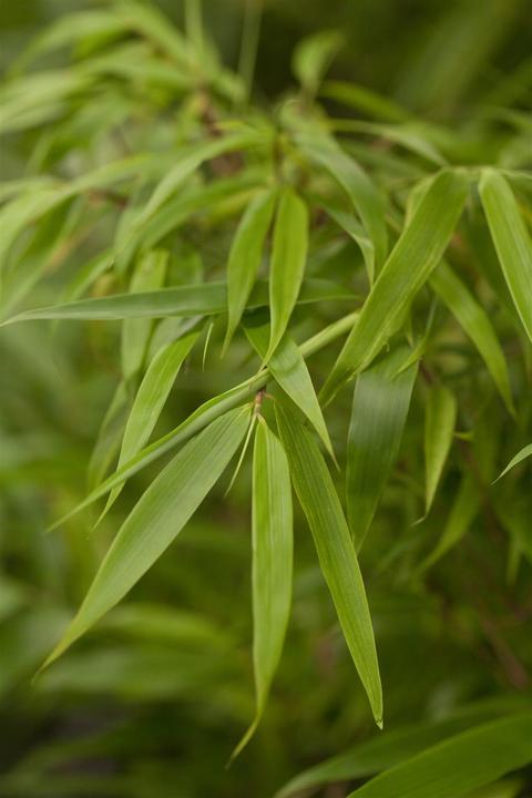 Actual product image Bamboo Fargesia (80 cm)