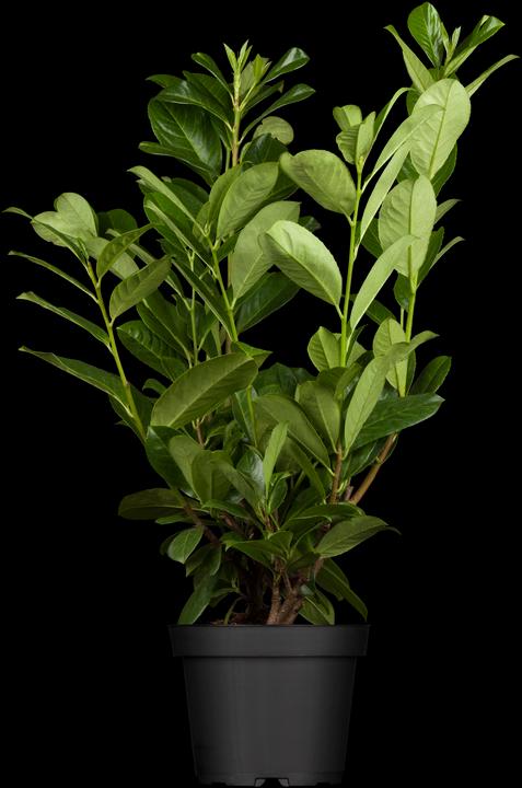 Produktbild Lorbeerkirsche Rotundifolia 6er-Set (70 cm)