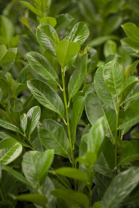 Produktbild Lorbeerkirsche Rotundifolia 6er-Set (70 cm)