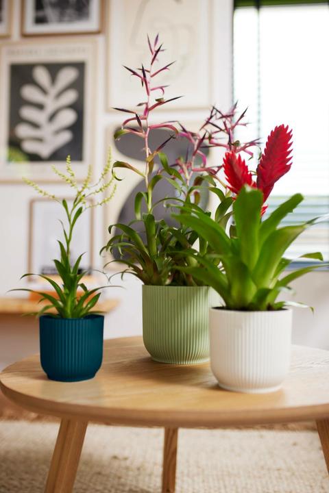 Produktbild Elho Vibes Fold (18.35 cm)