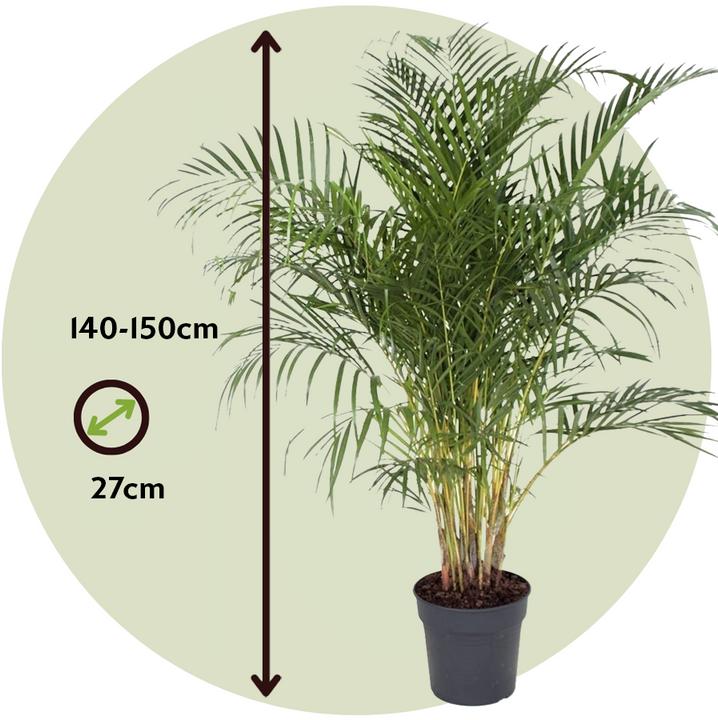 Produktbild Plant in a Box Dypsis Lutescens - Areca Goldfruchtpalme (140 cm)