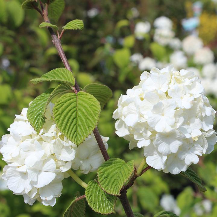 Actual product image Zulauf Viburnum (100 cm)