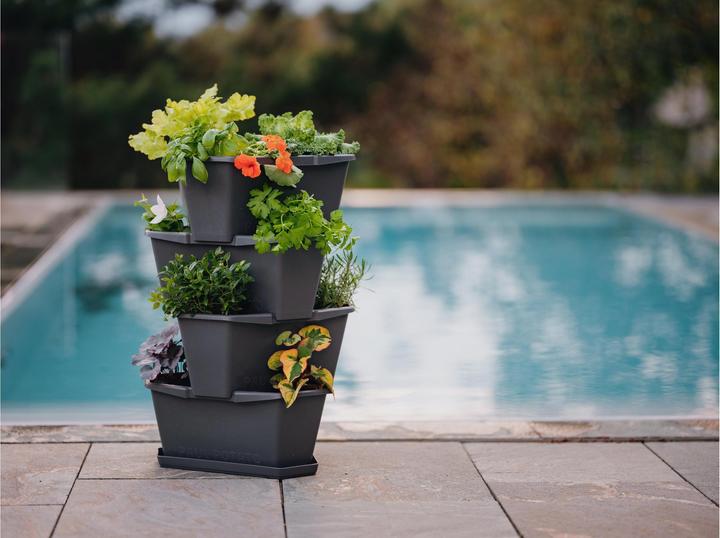 Image du produit Gusta Garden Paul Potato (38.80 cm)