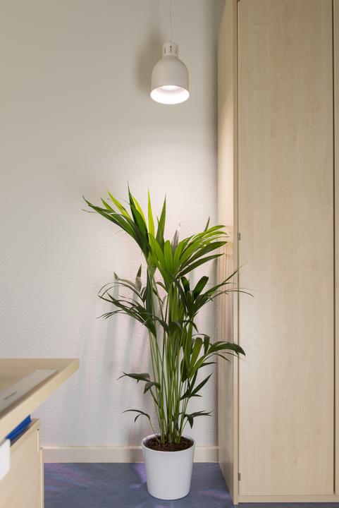 Actual product image Neogard Saga (LED, 230 V)